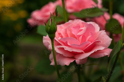 Pink roses with buds on a background of a green bush in the garden.