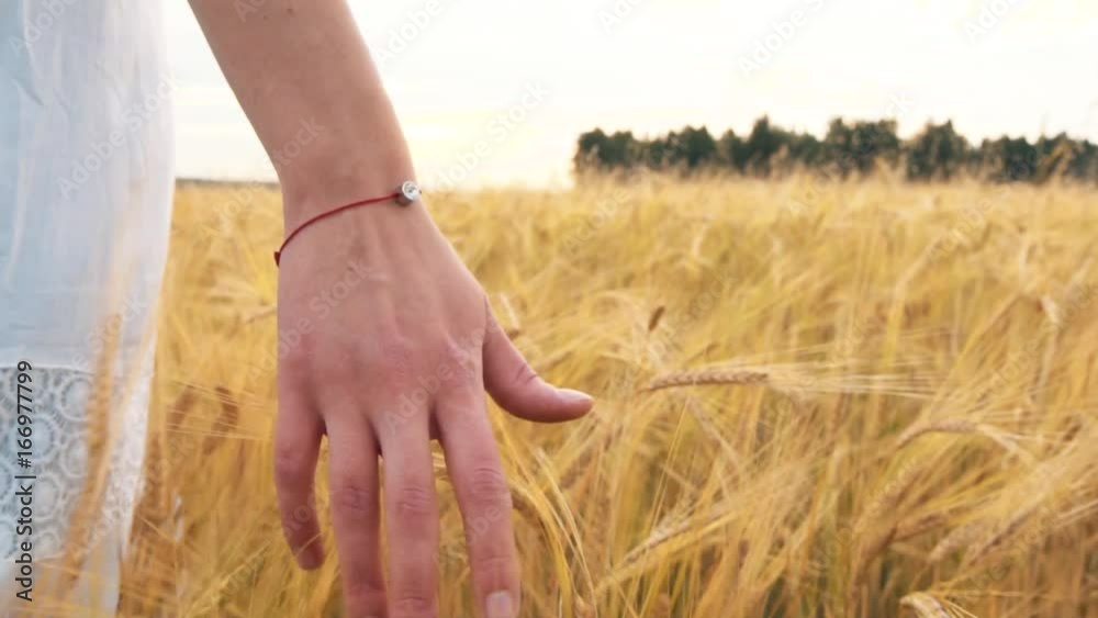 Woman's hand running through wheat field. Girl's hand touching wheat ears closeup.Harvest concept. Harvesting.