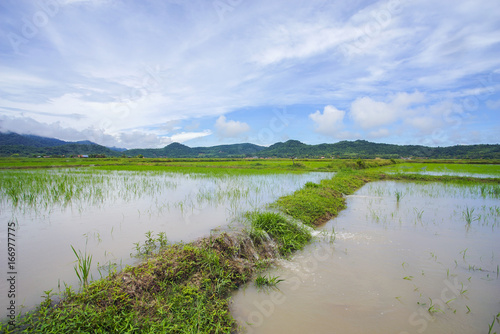 View of green paddy field with mount at background.