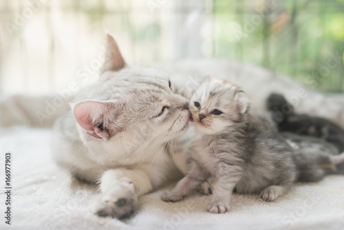 Fototapeta cat kissing her kitten with love