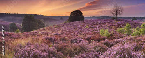 Blooming heather at dawn at the Posbank, The Netherlands photo