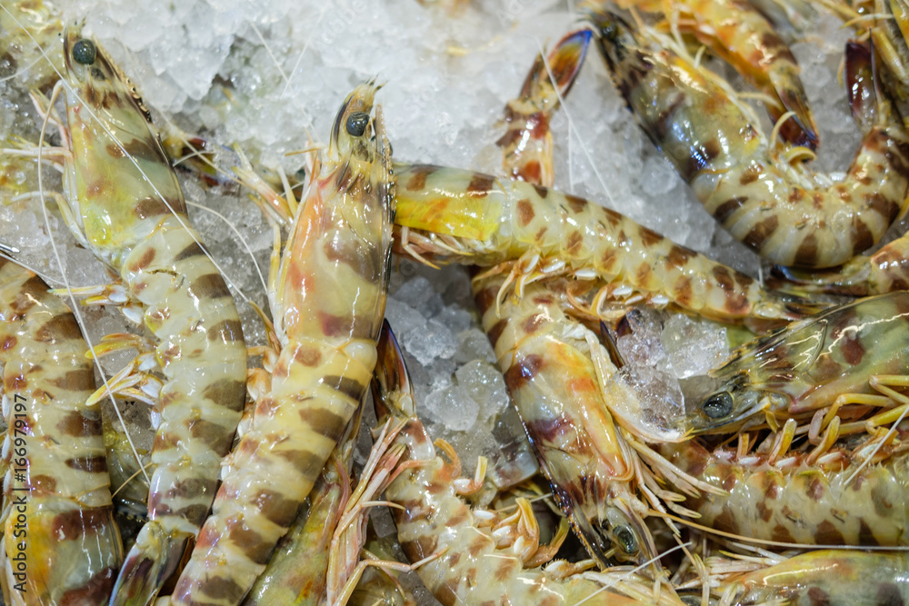 Fototapeta premium Shrimps