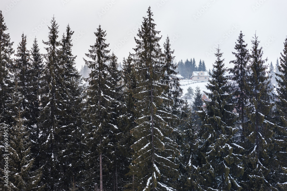 Snow-covered house in the mountains, view through the high spruce trees Snow-covered house in the mountains, view through the high spruce trees