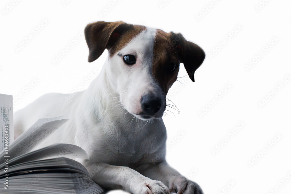 Jack Russell and books on an isolated background