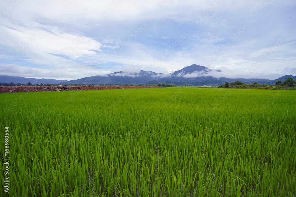 View of green paddy field with mount at background. View of green paddy field with mount at background.