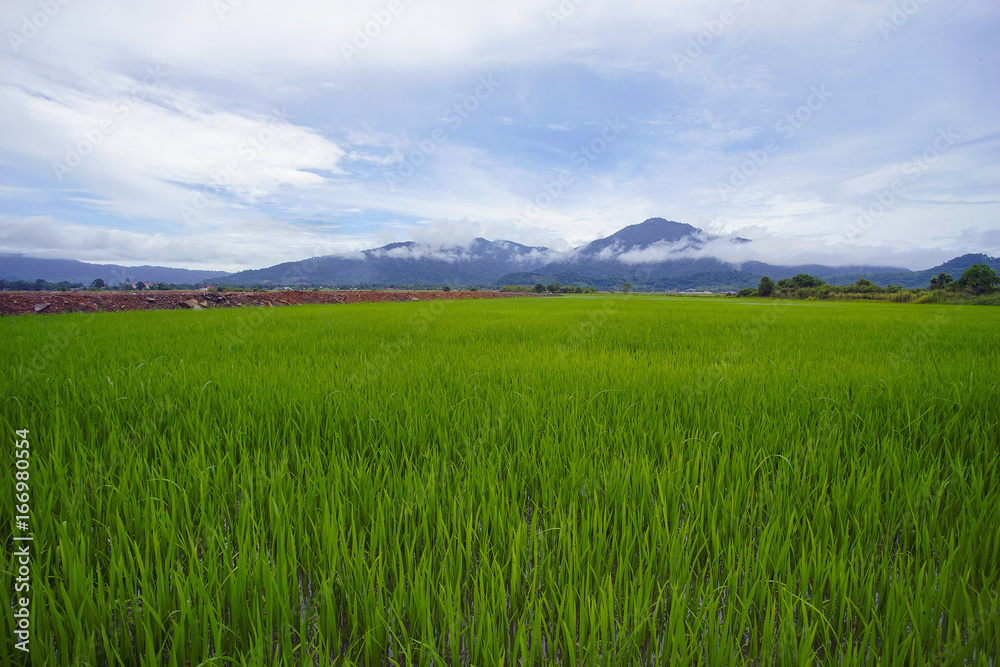 View of green paddy field with mount at background.