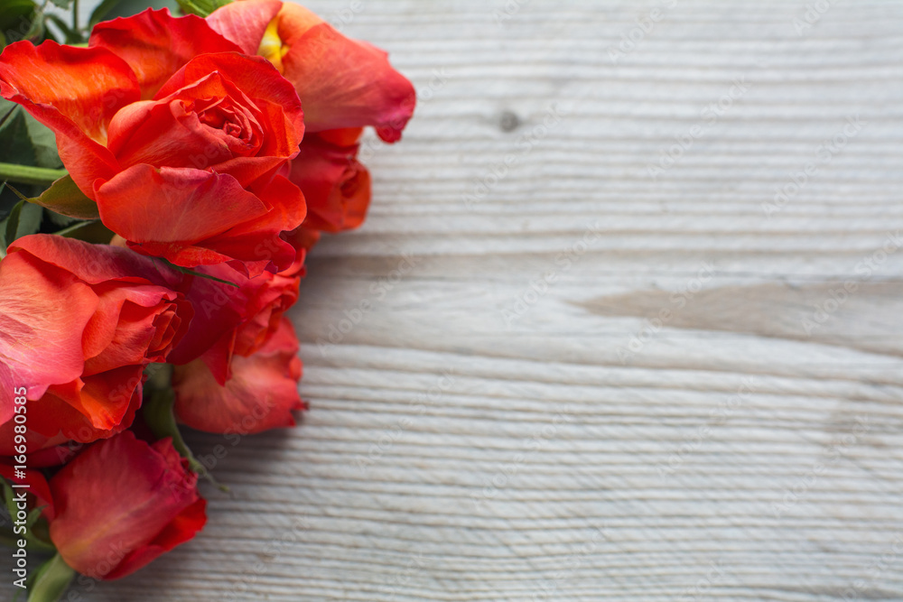 Several red fresh roses heads are on the wooden background