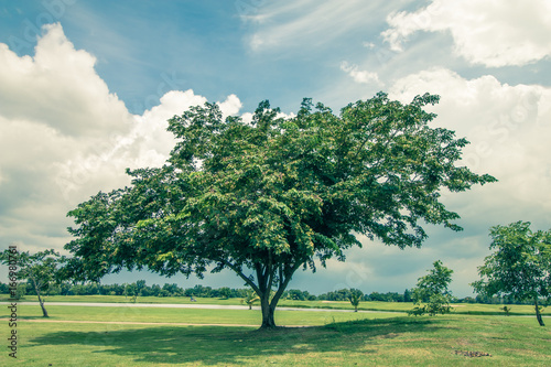 big tree give shadow  blue sky  style  vintage  background.