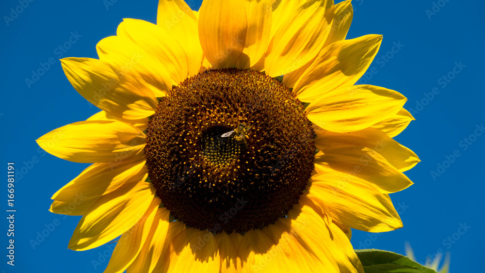 Naklejka premium Sonnenblume mit Biene