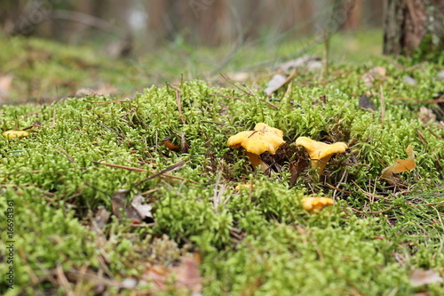 Group of edible chanterelle mushrooms growing among moss in the forest.