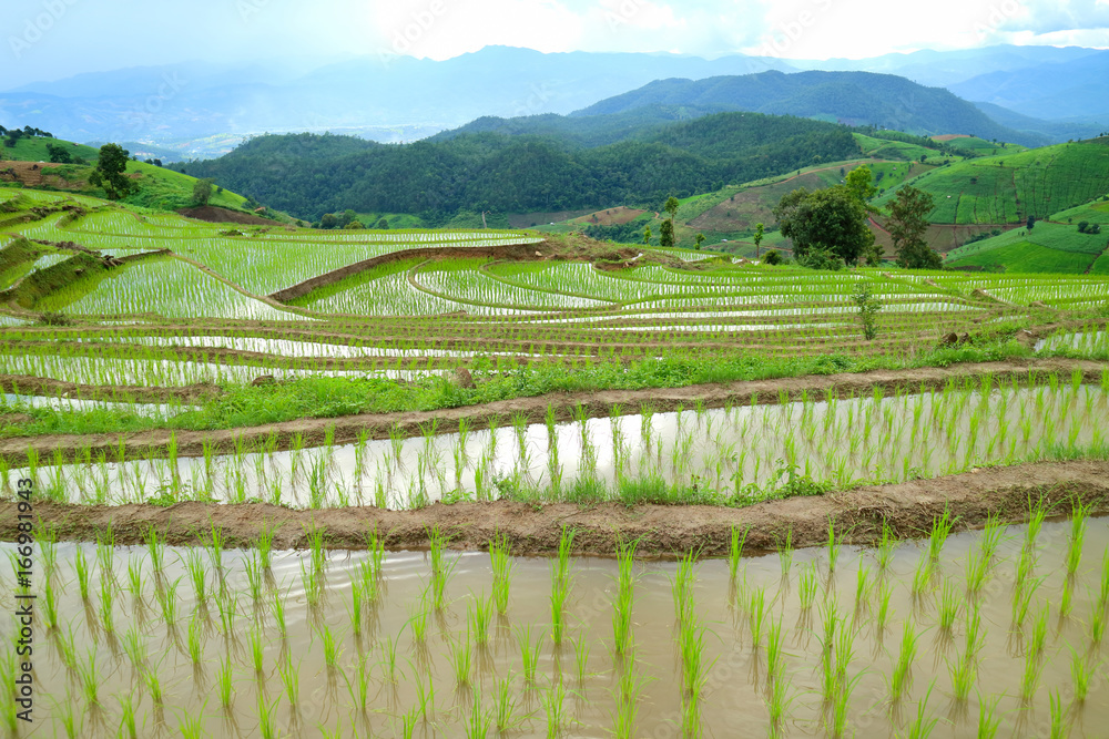Fototapeta premium Rice terraced field in Baan Pa Bong Piang, Chiangmai, Thailand