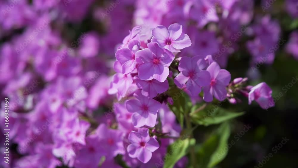 lilac swinging in the wind. lilac swinging in the wind.