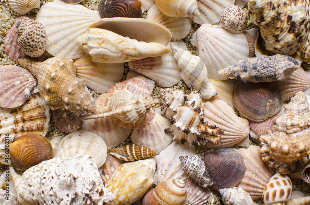 Background of seashells on a sandy background Background of seashells on a sandy background