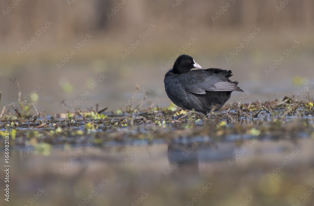 Eurasian Coot