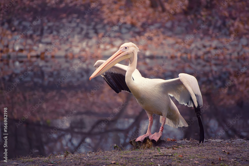Obraz premium Pelican bird with pink beak near the lake in autumn park, natural background