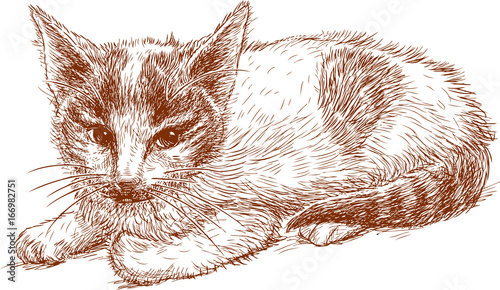 sketch of a red kitten