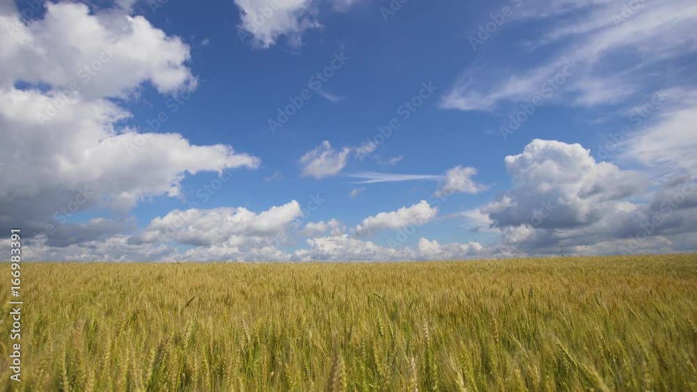 Wheat ears in field. blue sky, clouds. Golden wheat field. Yellow grain ready for harvest growing in farm field. Aerial footage, 4k. Wheat ears in field. blue sky, clouds. Golden wheat field. Yellow grain ready for harvest growing in farm field. Aerial footage, 4k.