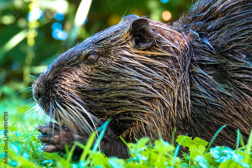 Nutria auf der Wiese photo