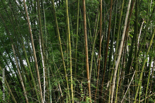 Green Bamboo Forest in Thailand
