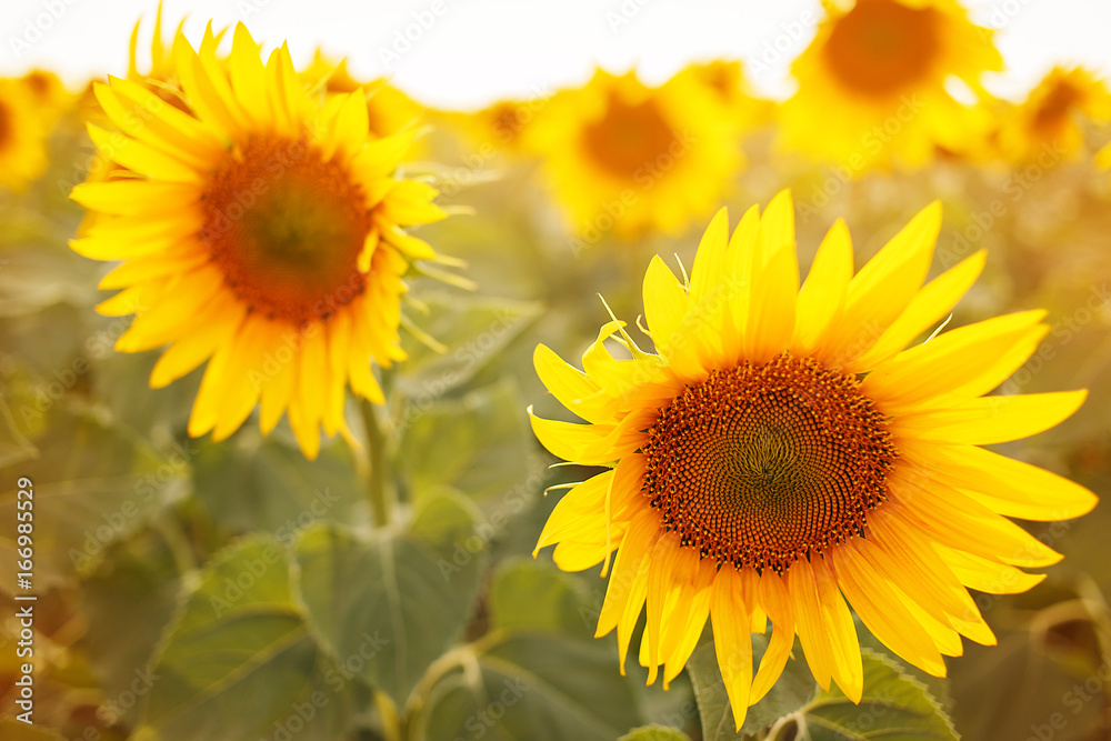 Romantic sunflowers in a field at sunset