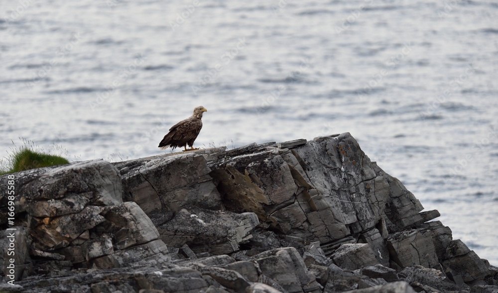 Fototapeta premium White-tailed eagle on rocky coast in Norway
