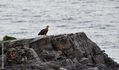 White-tailed eagle on rocky coast in Norway