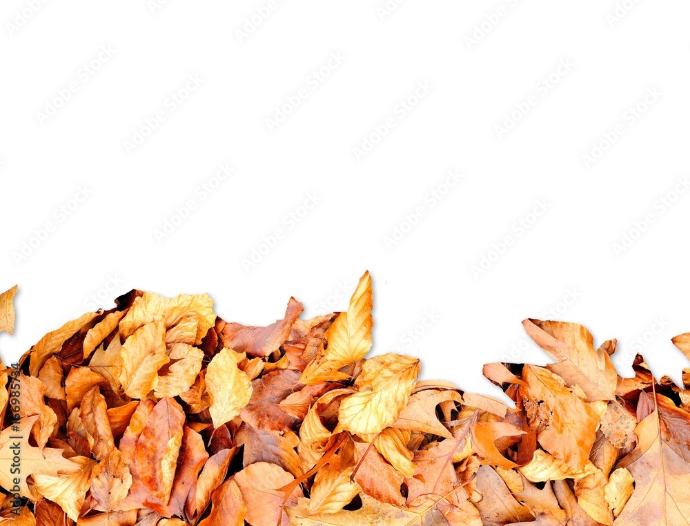 Frame from autumn leaves on bottom side isolated on white.