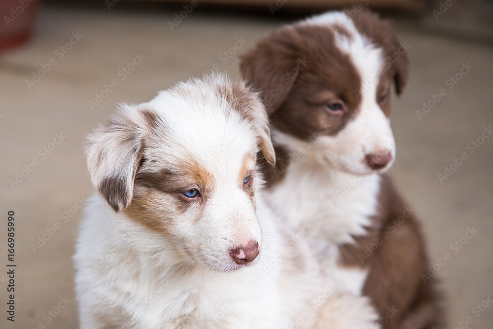 Chiots border collie