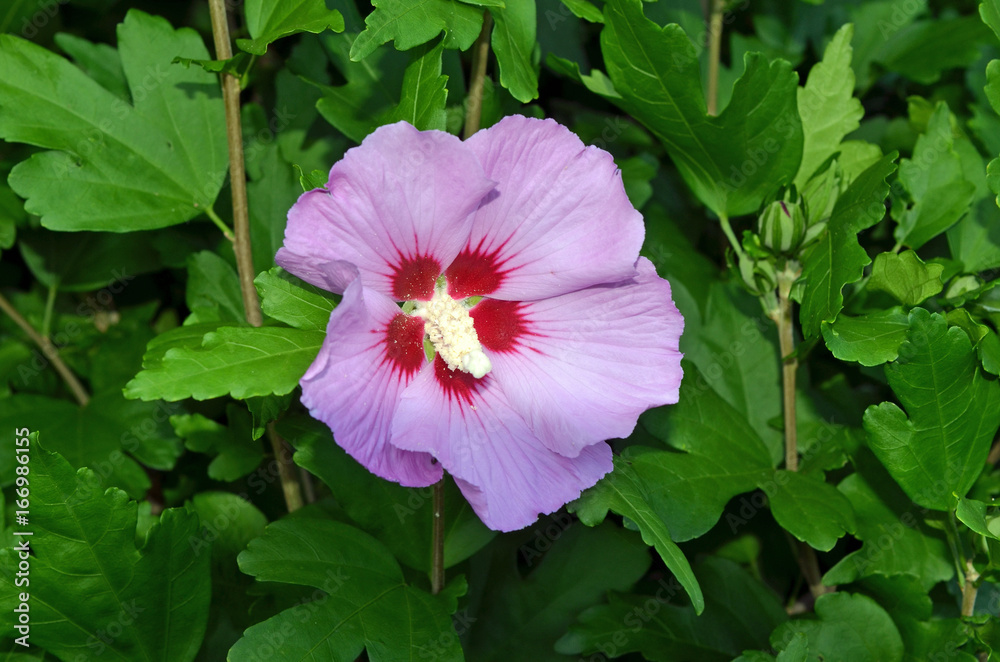 HIbiskus