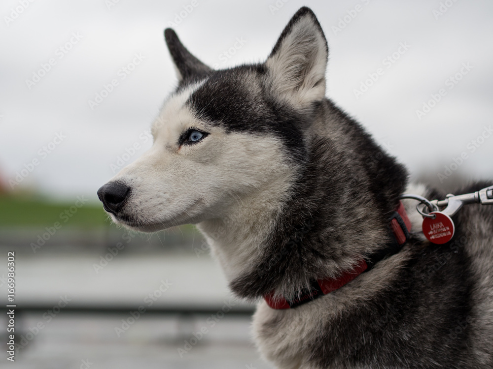 Portrait of husky dog with leash Portrait of husky dog with leash