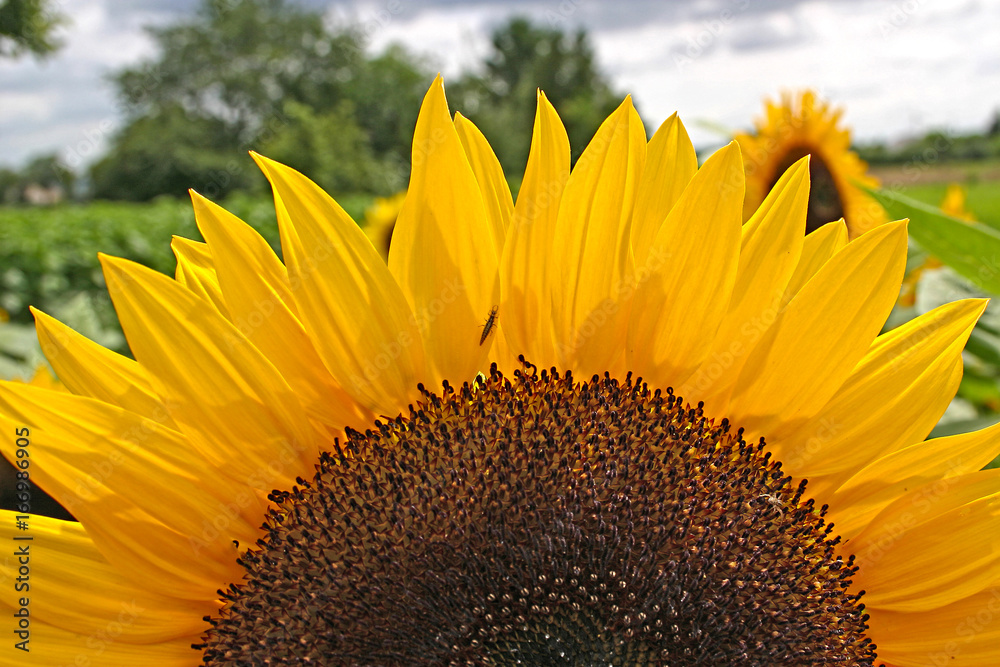 Naklejka premium Sonnenblume