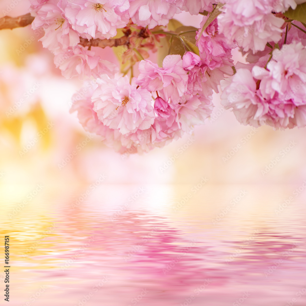 Fresh pink flowers of sakura growing in the garden, natural spring outdoor background with water reflection