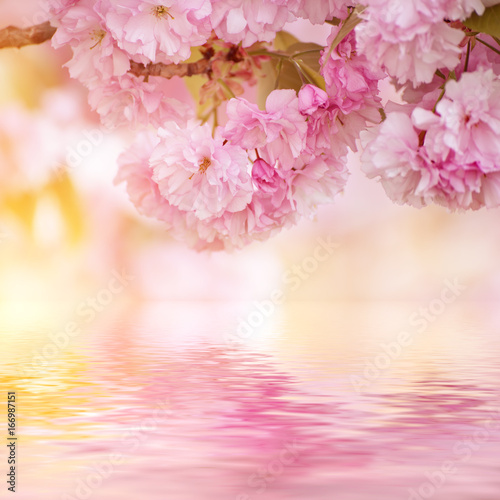 Fototapeta Naklejka Na Ścianę i Meble -  Fresh pink flowers of sakura growing in the garden, natural spring outdoor background with water reflection