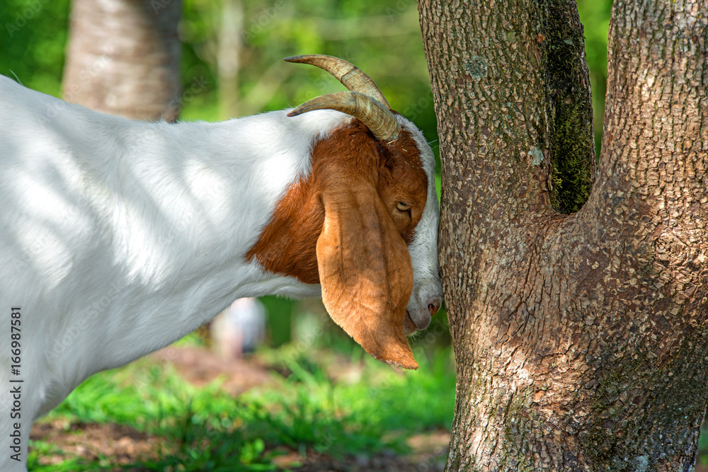 Sturheit StockFoto Adobe Stock