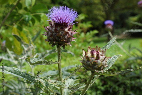 Cuadro en lienzo Cynara cardunculus -  Zier-Artischocke