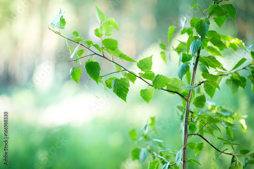 The small green leaves on a branch