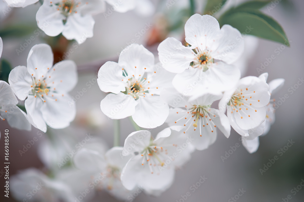 Fototapeta premium Blossoming of cherry flowers in spring time, natural seasonal floral background. Macro image