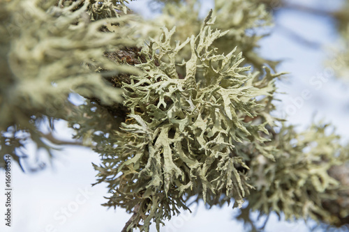 Detail of lichens on the branch of an tree oak