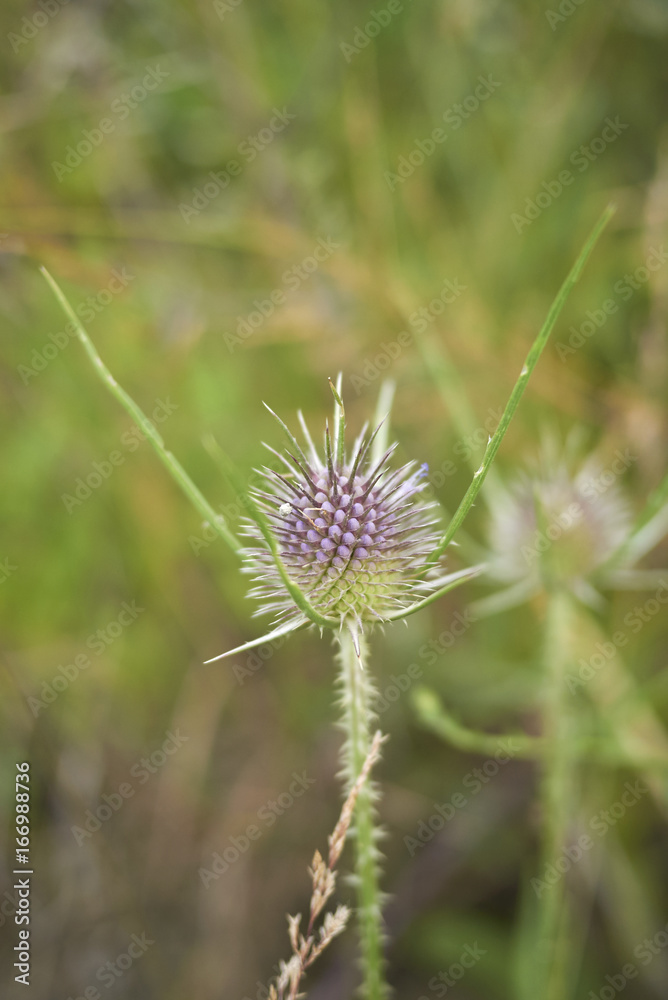 Dipsacus fullonum Dipsacus fullonum