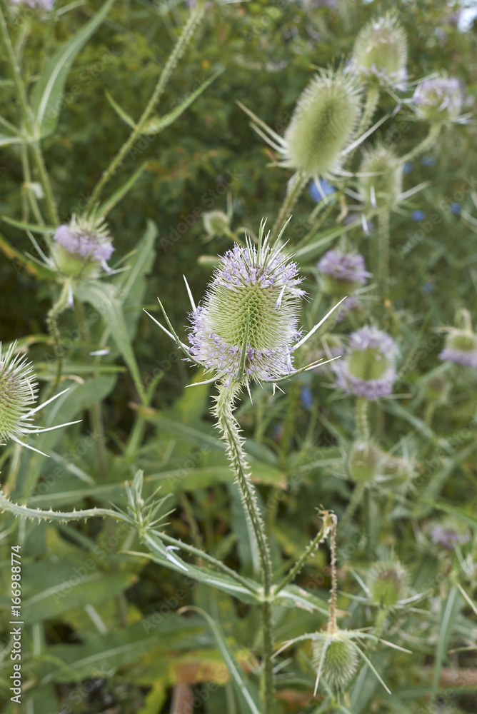 Dipsacus fullonum