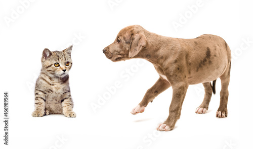Meeting kitten Scottish Straight and puppy pitbull, isolated on white background 