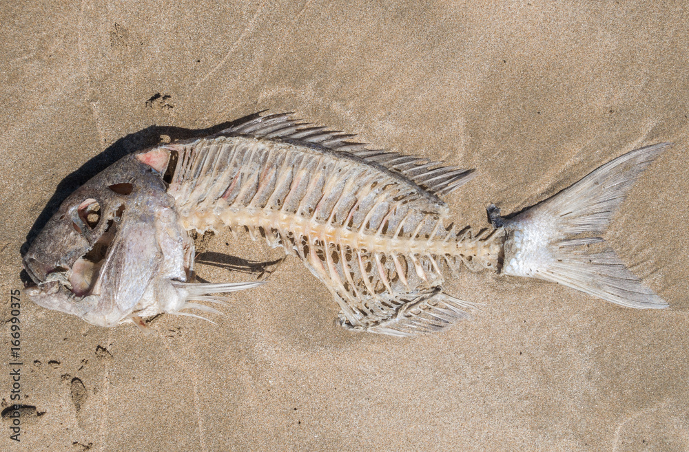 A dead tropical fish washed up on a golden sandy beach, with its