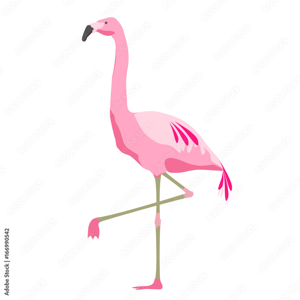 pink flamingo bird over white background