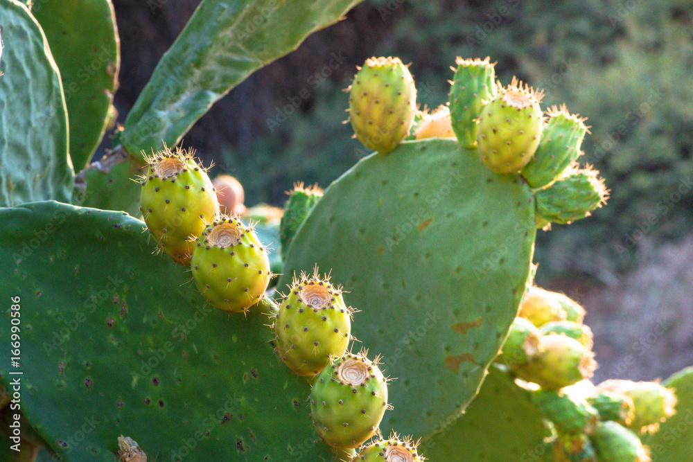 Close up of prickly pears, Crete, Greece. Close up of prickly pears, Crete, Greece.
