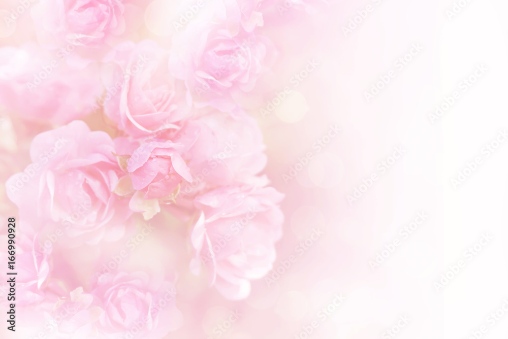 soft pink roses flower vintage background with copy space 