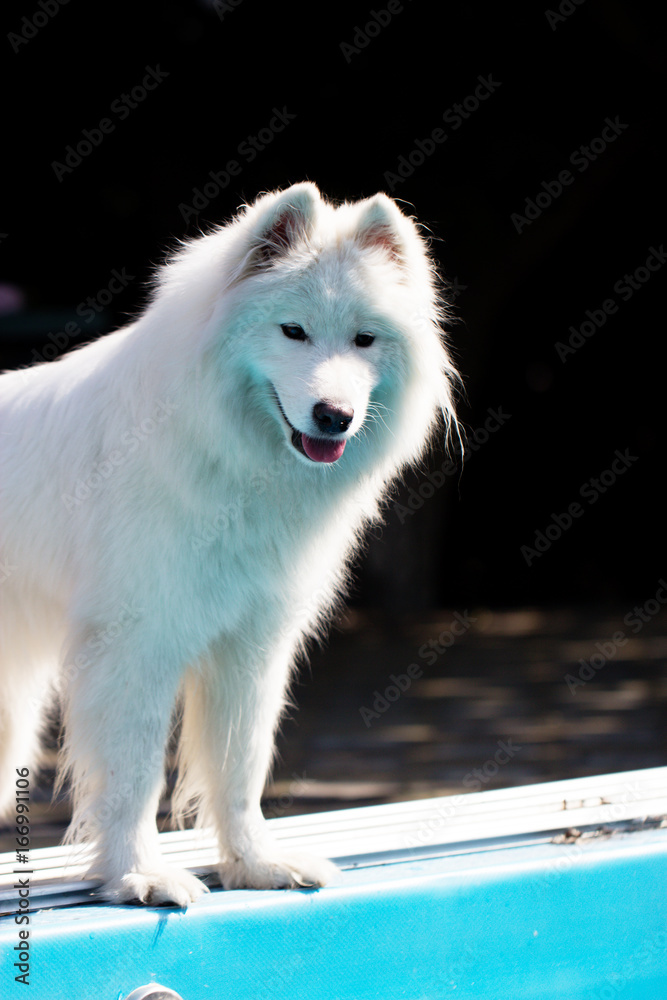 Fototapeta premium Samoyed dog in a garden