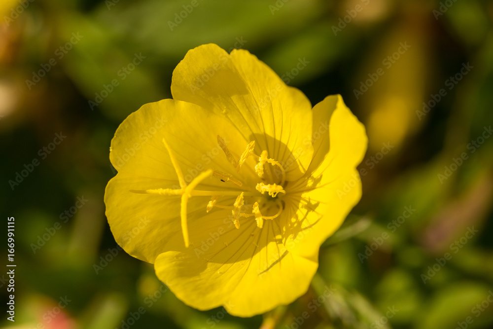 Bright yellow flowers growing in the summer garden. Beautiful flower closeup. Shallow depth of field macro photo. Bright yellow flowers growing in the summer garden. Beautiful flower closeup. Shallow depth of field macro photo.