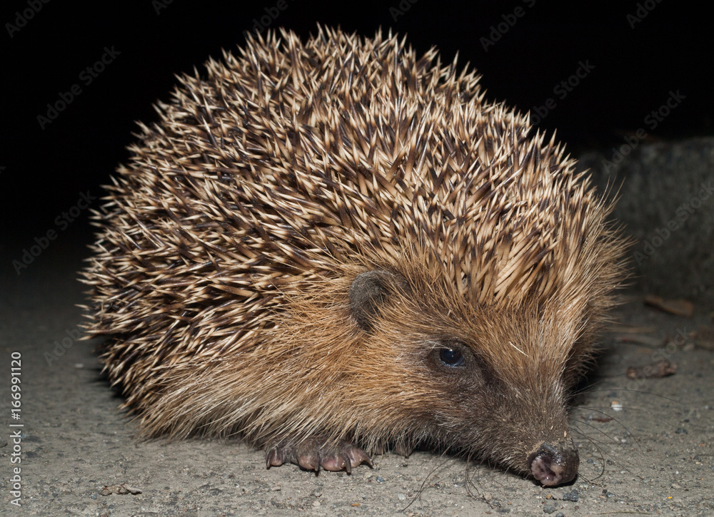 A nocturnal hedgehog in the dark of the evening looking for slugs and food. A nocturnal hedgehog in the dark of the evening looking for slugs and food.