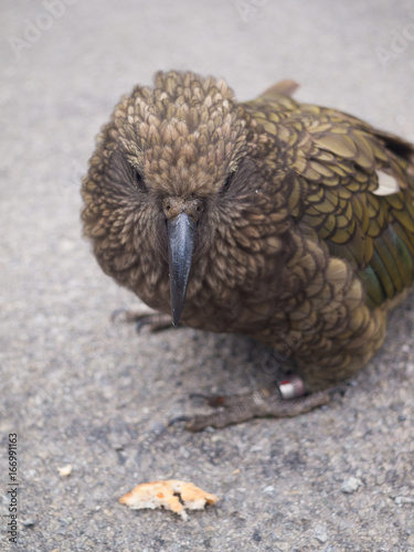 The very rare Kea alpine parrot bird from new zealand. Kea birds are in decline and are classes as a vulnerable species. New zealand parrot.