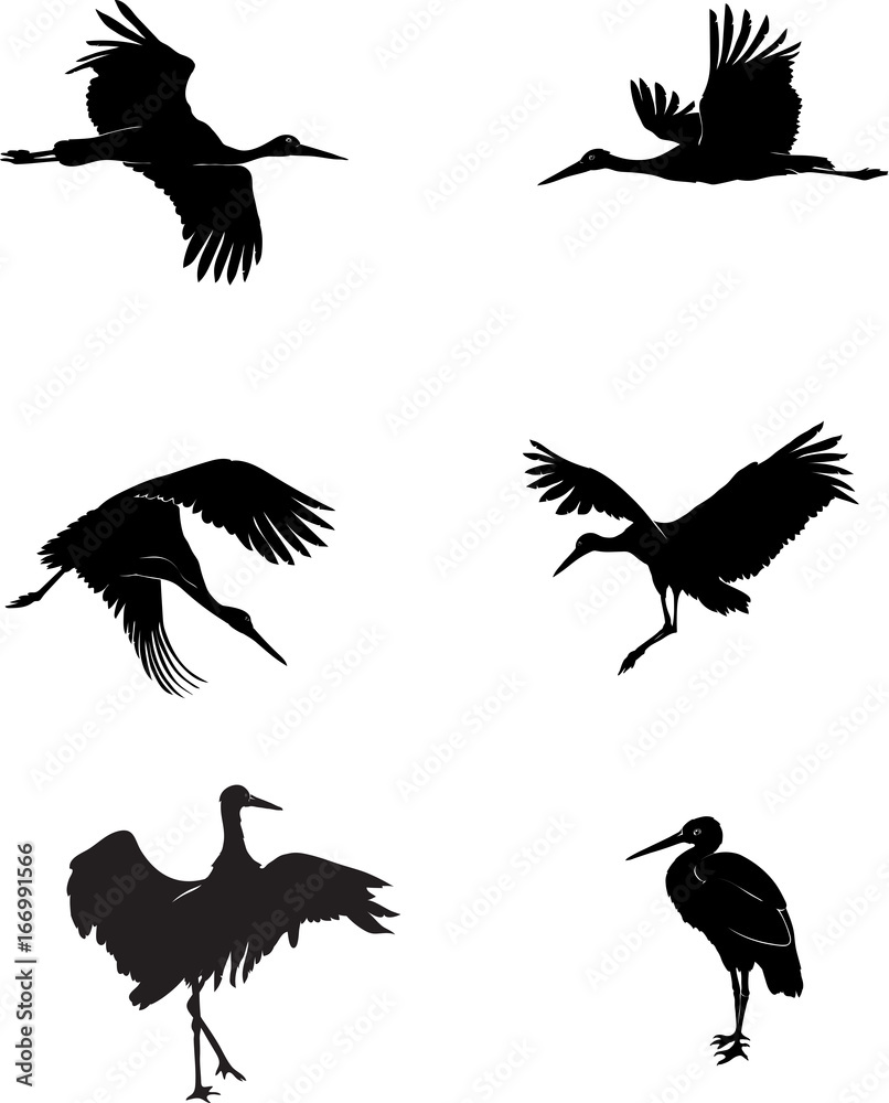 Obraz premium stork, bird, white, black, vector